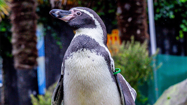 Sealife Blanckenberge Pinguin