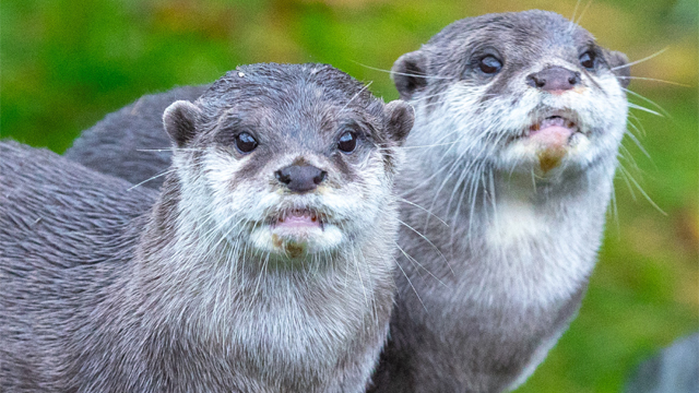 Sealife Blanckenberge Otters