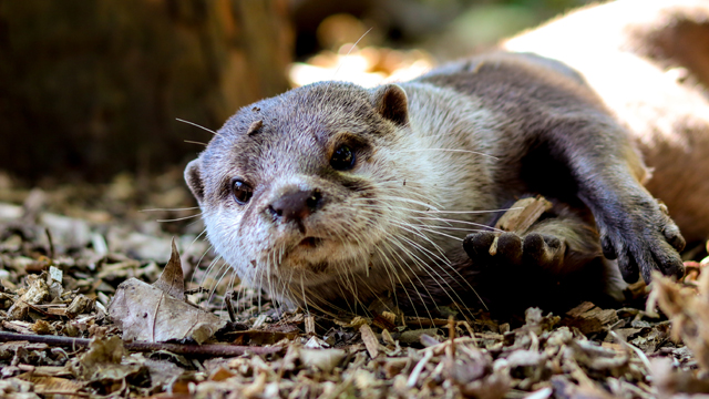 Kasteelpark Born Otter v2