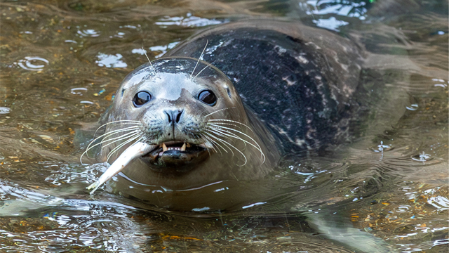 Sealife Blanckenberge Zeehond