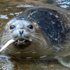 Slide 2 - Sea Life Blankenberge