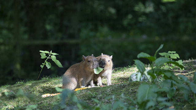 Pakawi Park Capibara