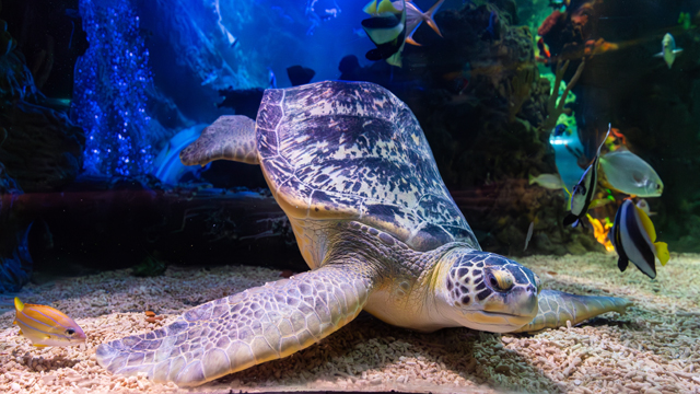 Sealife Blanckenberge Schildpad