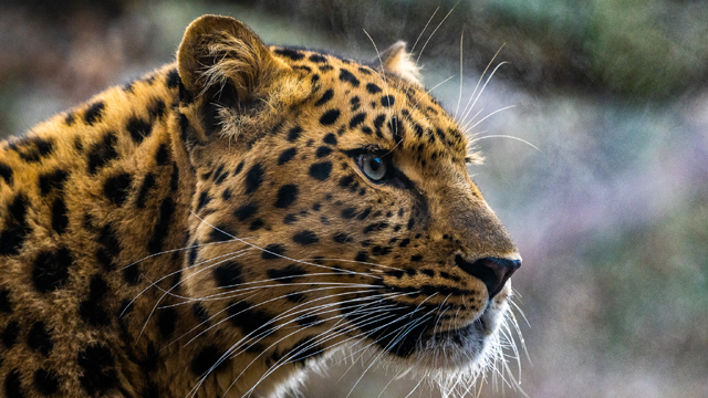 Tierpark Nordhorn Jachtluipaard